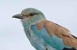 Image of European Roller