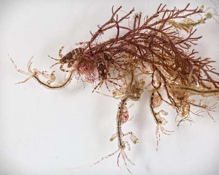 Image of Pink skeleton shrimp