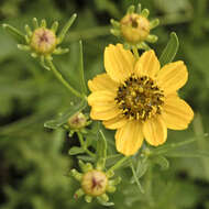 صورة Coreopsis palmata Nutt.