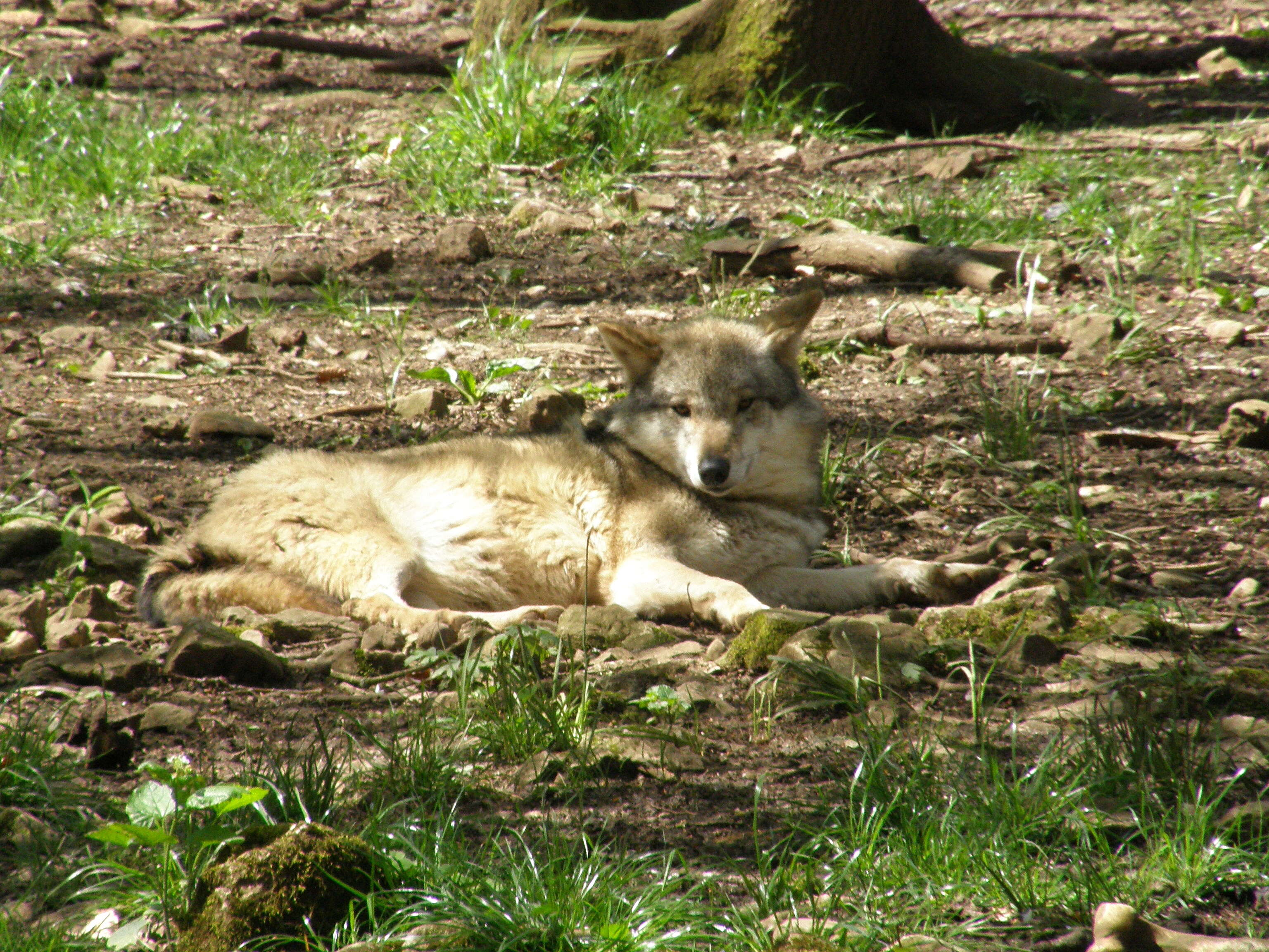 Image of coyote