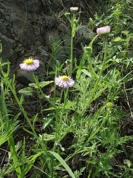 Image of arid throne fleabane