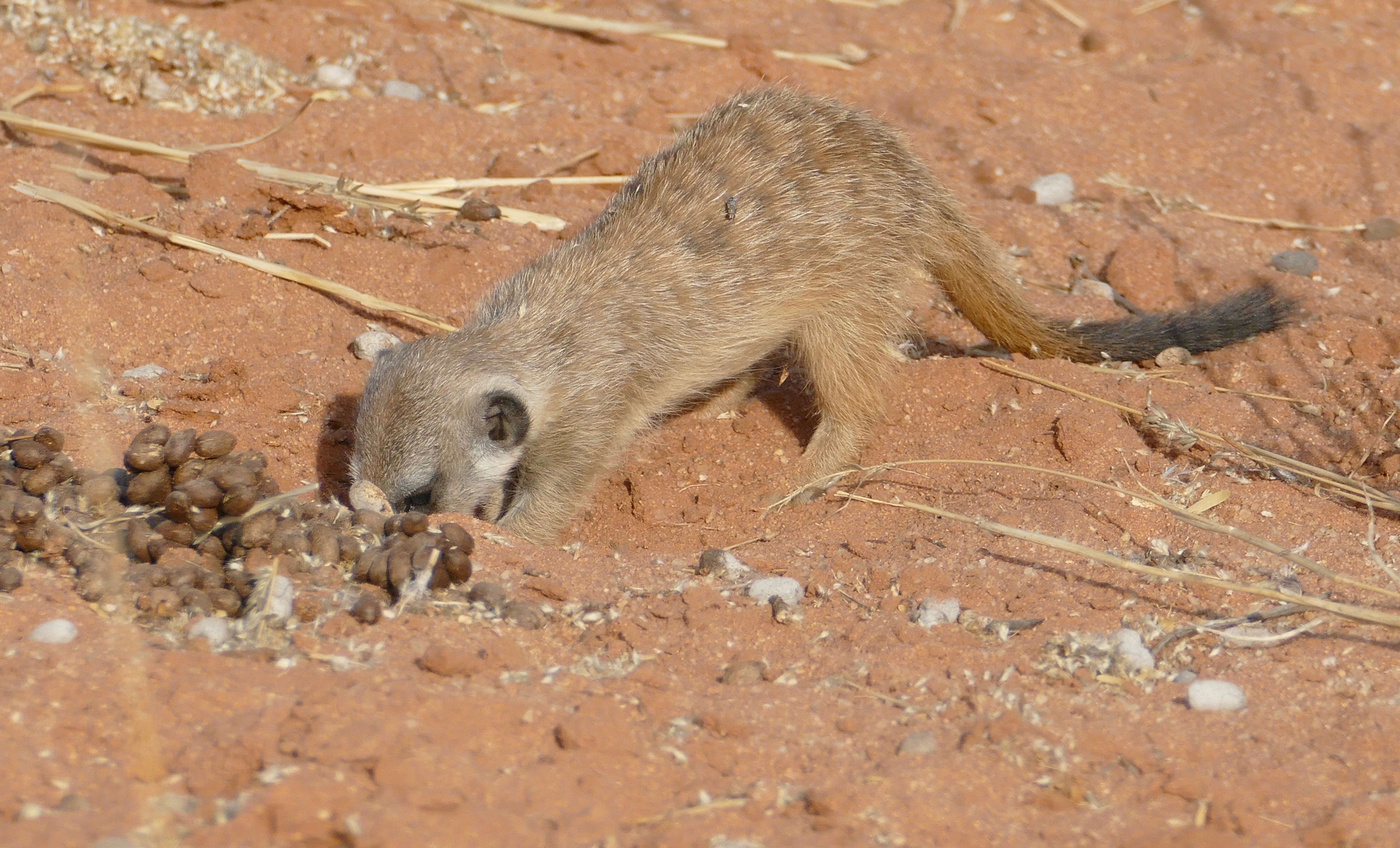 Image of Suricata Desmarest 1804