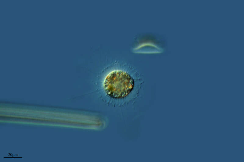 Image of Pterocystidae