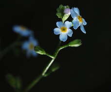 Image of Myosotis nemorosa Besser