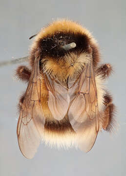 Image of Bumblebees