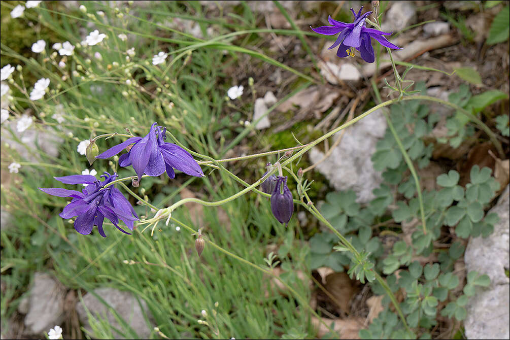 Image of Einsele's columbine