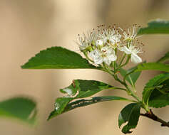 Plancia ëd Aronia