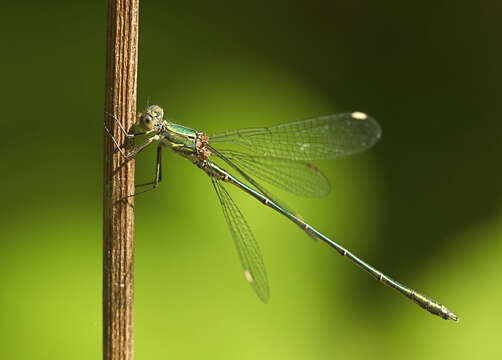 Image of Chalcolestes Kennedy 1920