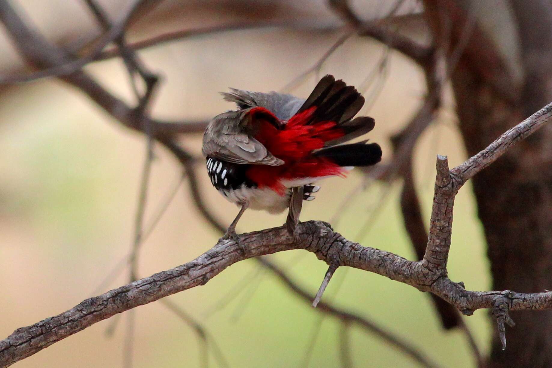 Image of firetail finches