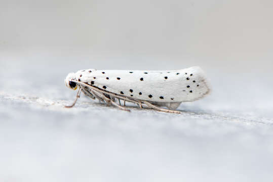 Image of Ermine moth