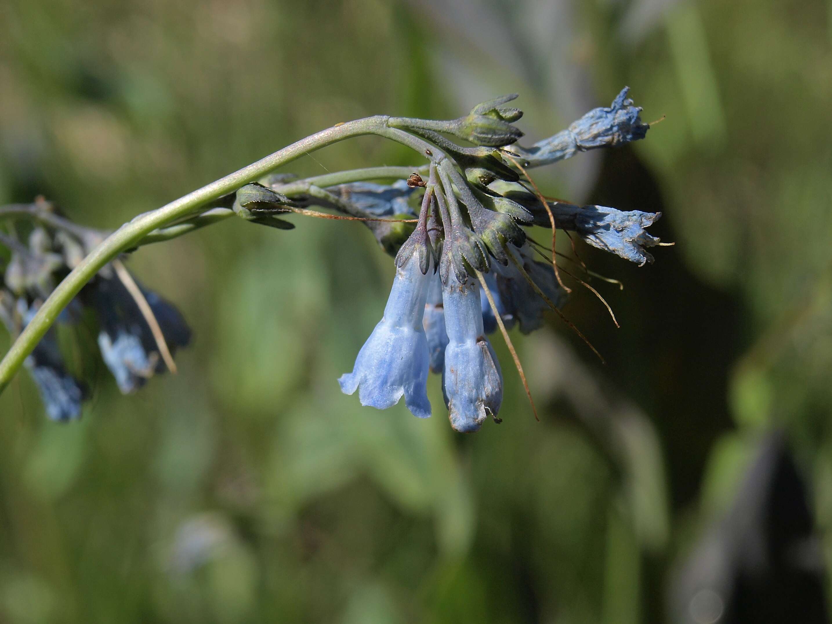 Image of tall fringed bluebells