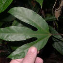 Image of Passiflora cacao Bernacci & M. M. Souza