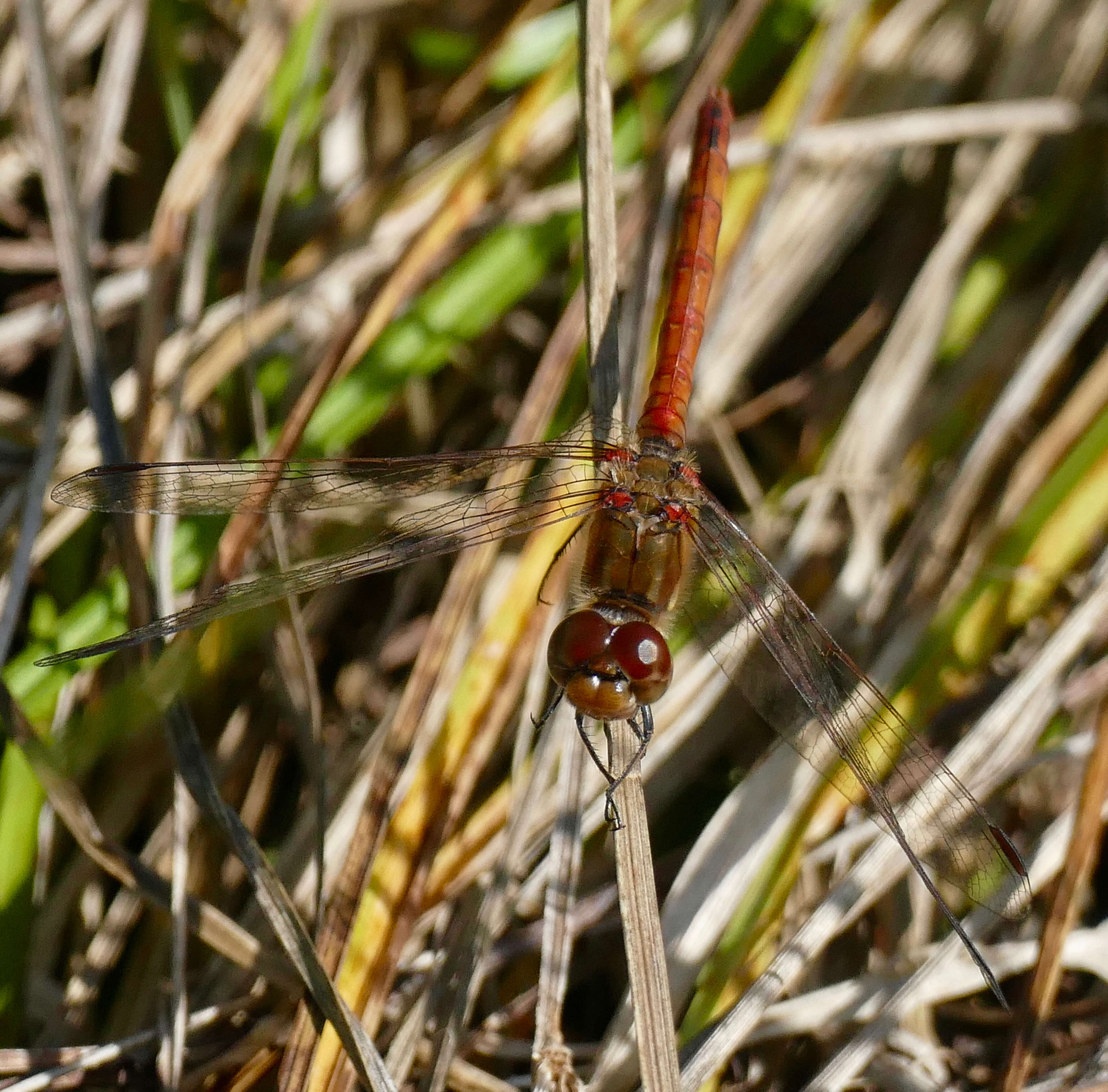 Image of Sympetrum Newman 1833