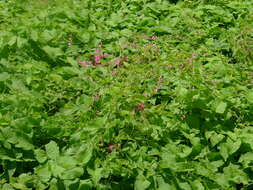 Image of antigonon