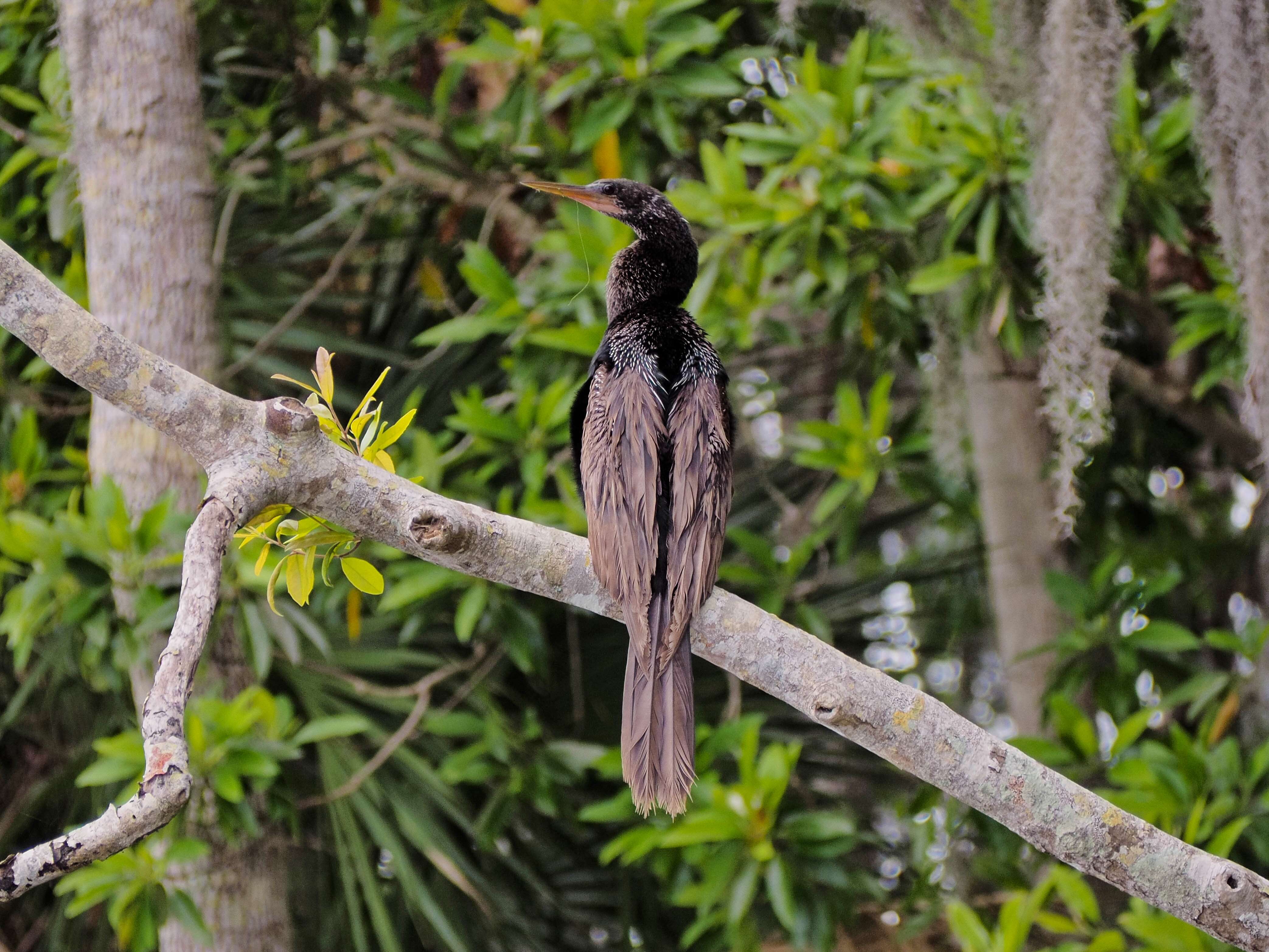 Image de Anhinga d'Amérique