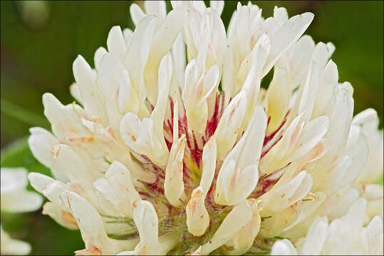 Image of Trifolium noricum Wulfen