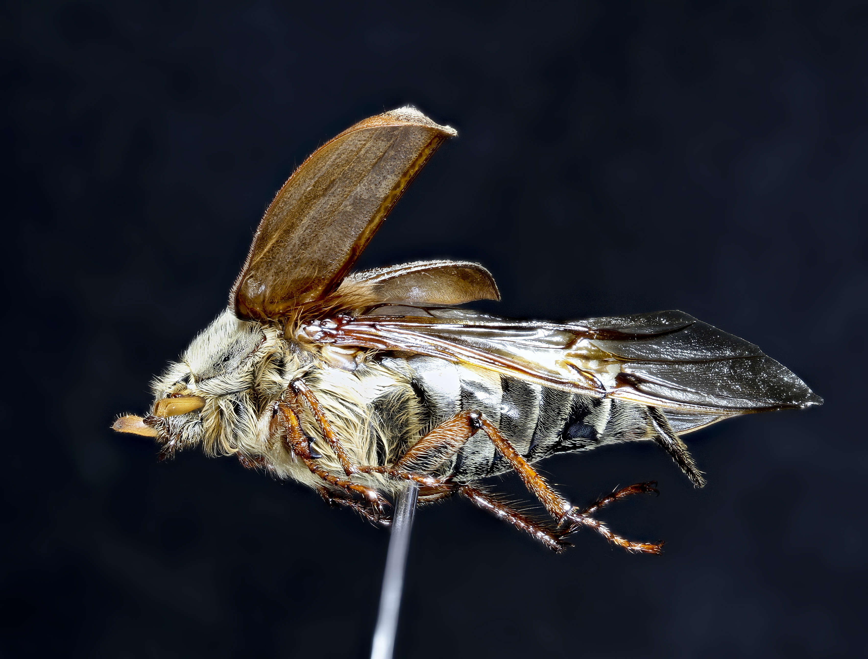 Image of Common cockchafer