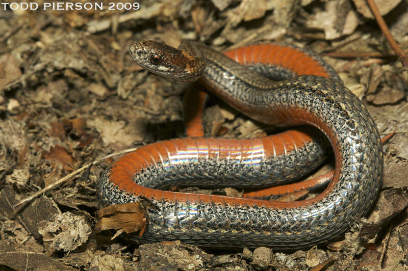 Image of brown-bellied snakes