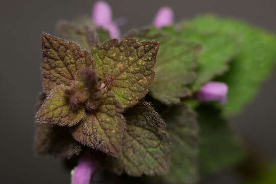 Image of purple archangel