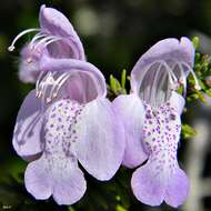 Image of largeflower false rosemary