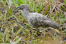 Image of Plumbeous Ibis