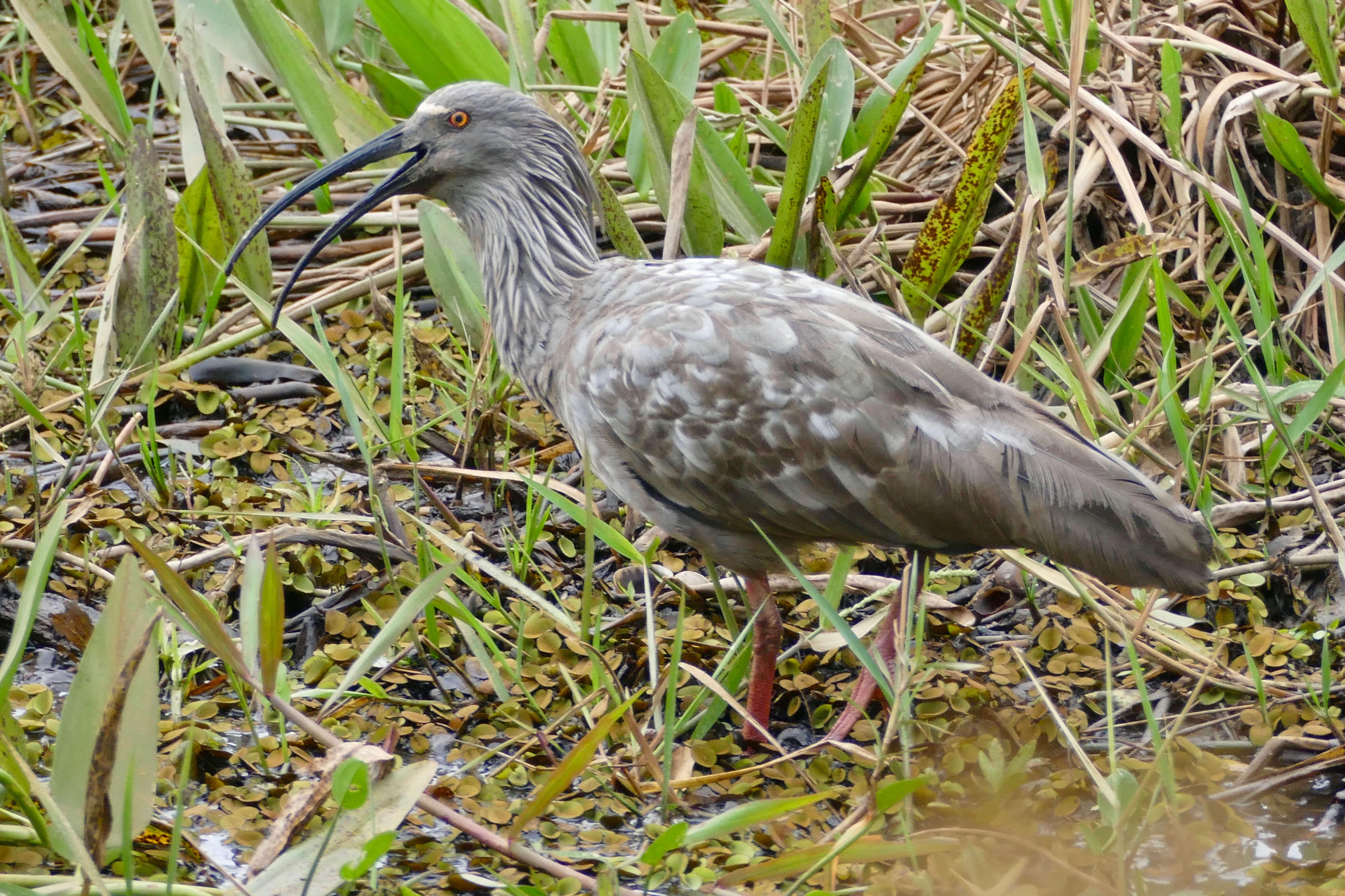 Image of Plumbeous Ibis