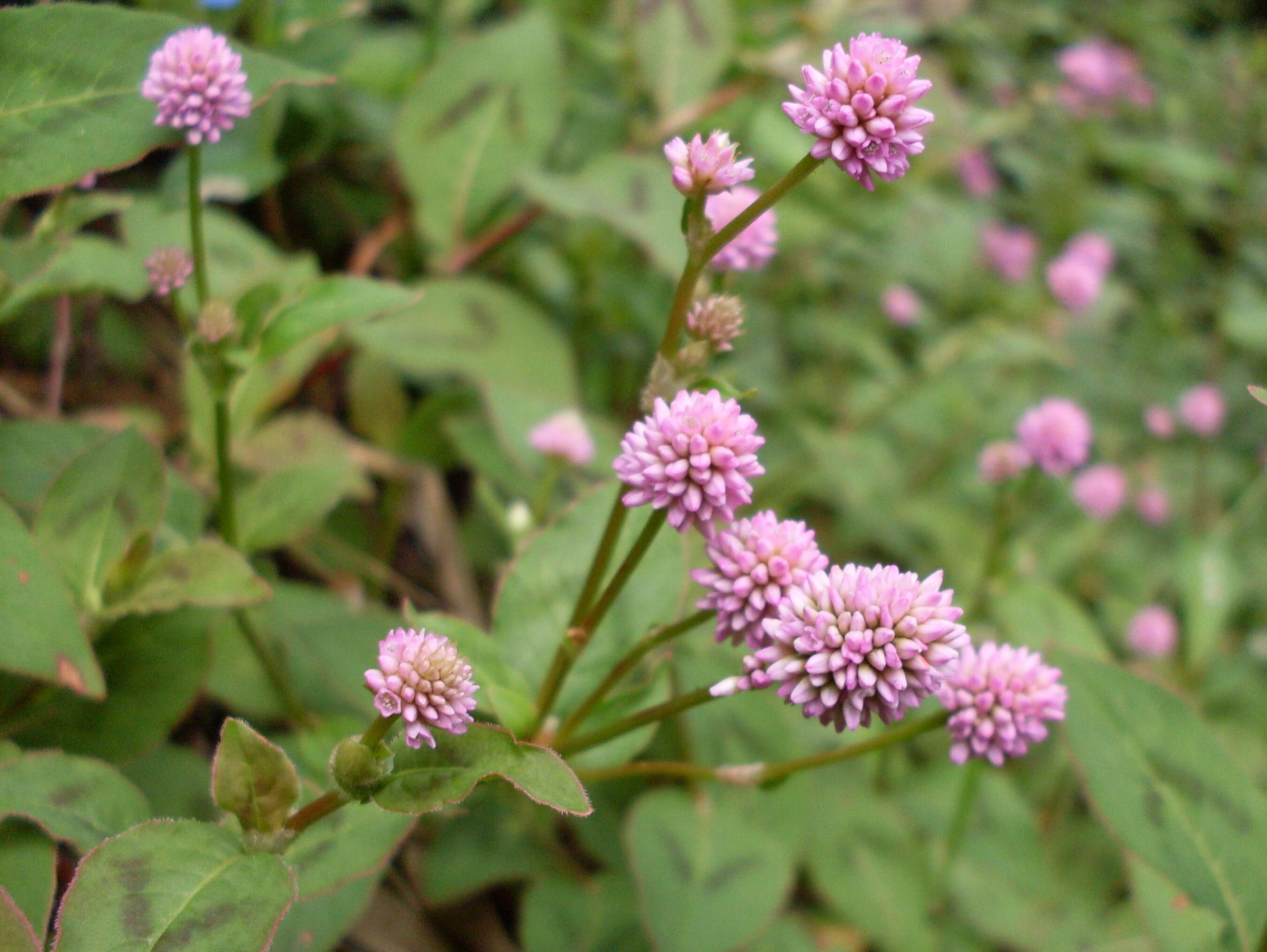 Imagem de Persicaria capitata (Buch.-Ham. ex D. Don) H. Gross