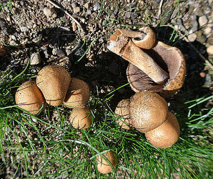 Image of Glistening Inky Cap