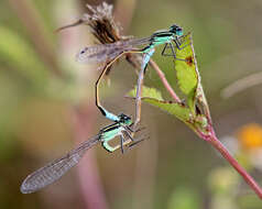 Image of forktail