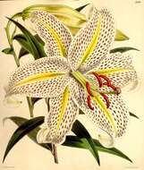 Image of Asiatic Lily