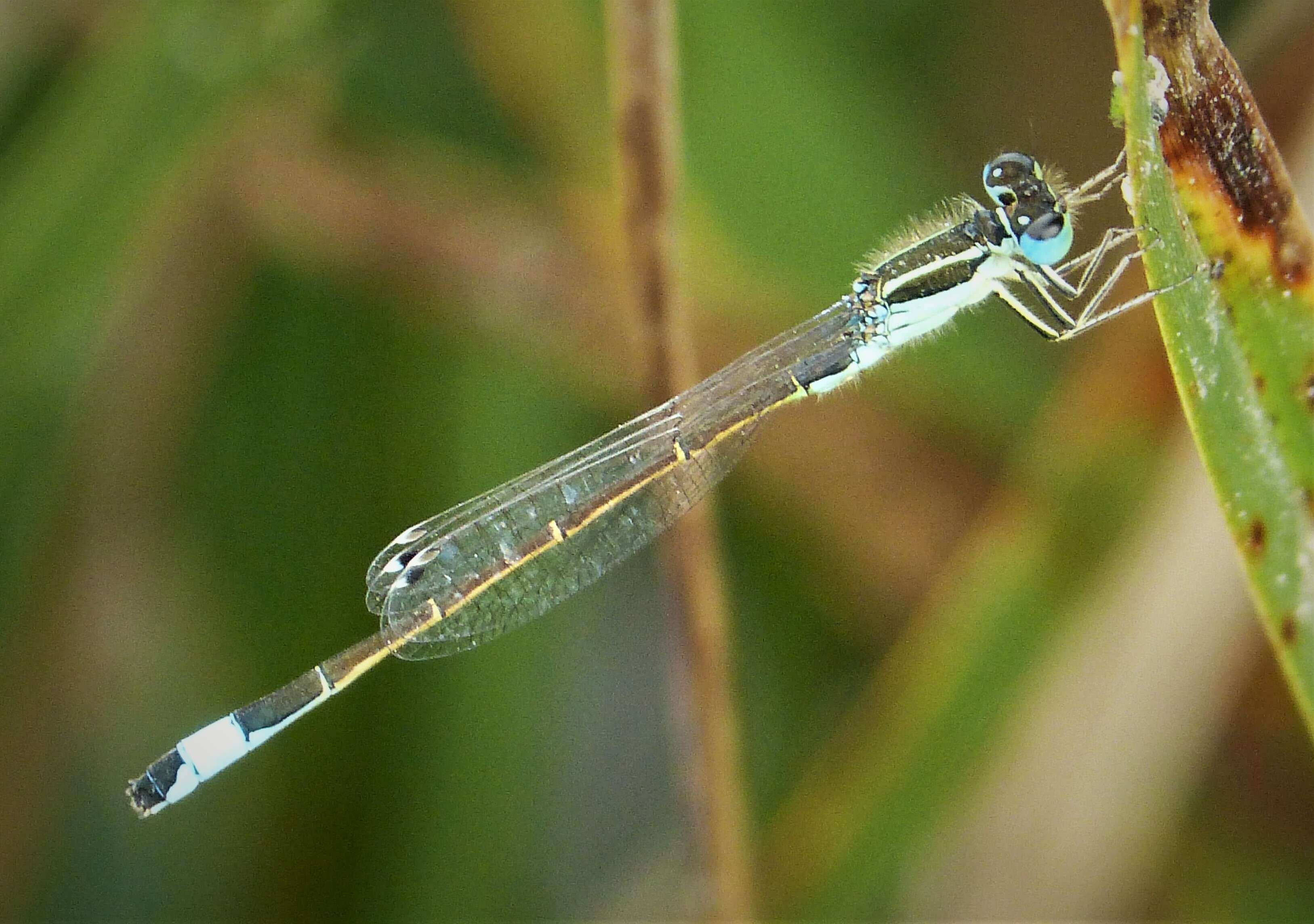 Image of Ischnura graellsii (Rambur 1842)