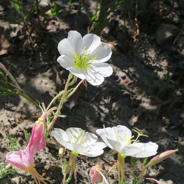 Imagem de Oenothera deltoides subsp. howellii (Munz) W. Klein