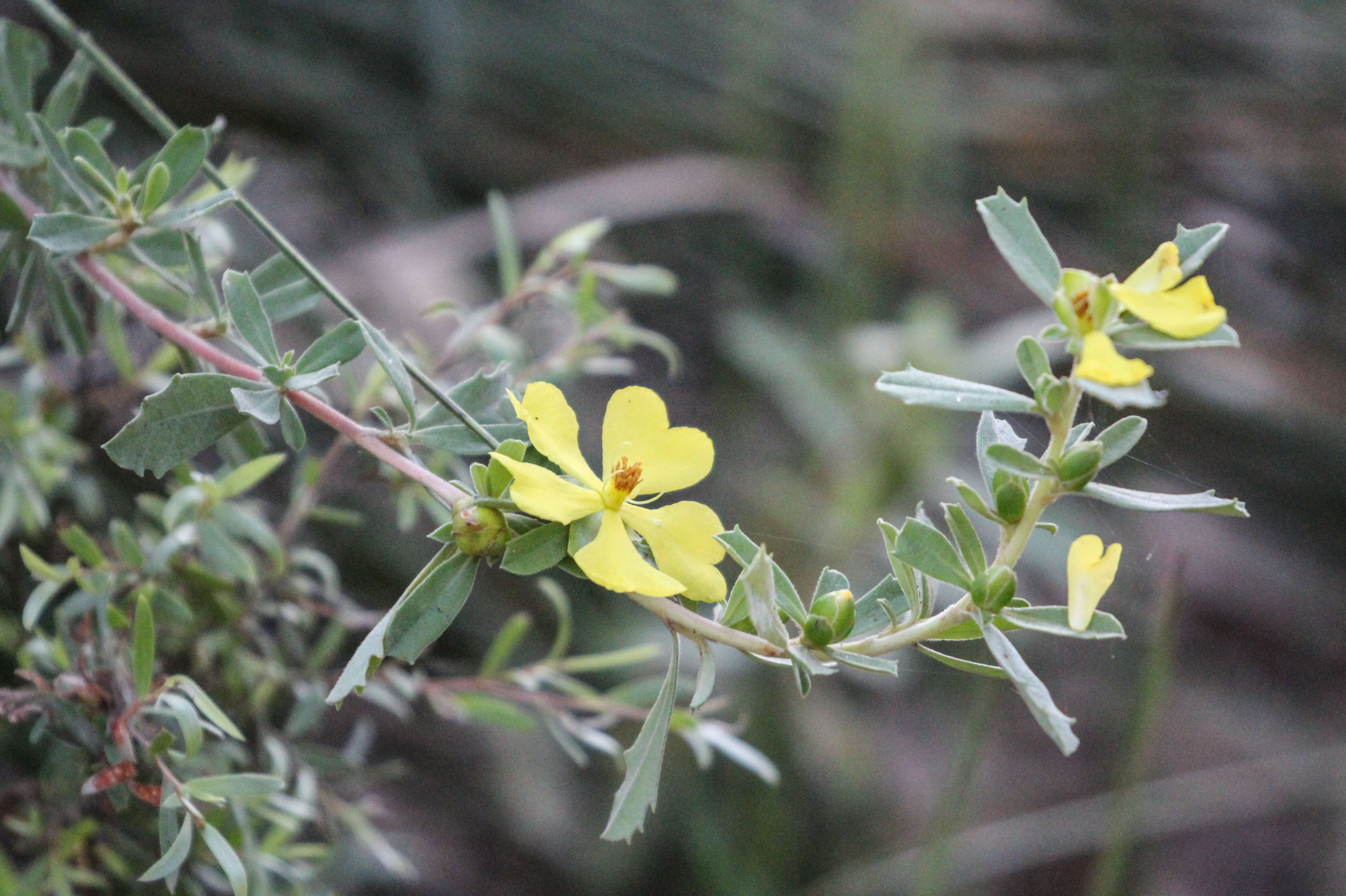 Image of Hibbertia oligodonta S. T. Reynolds