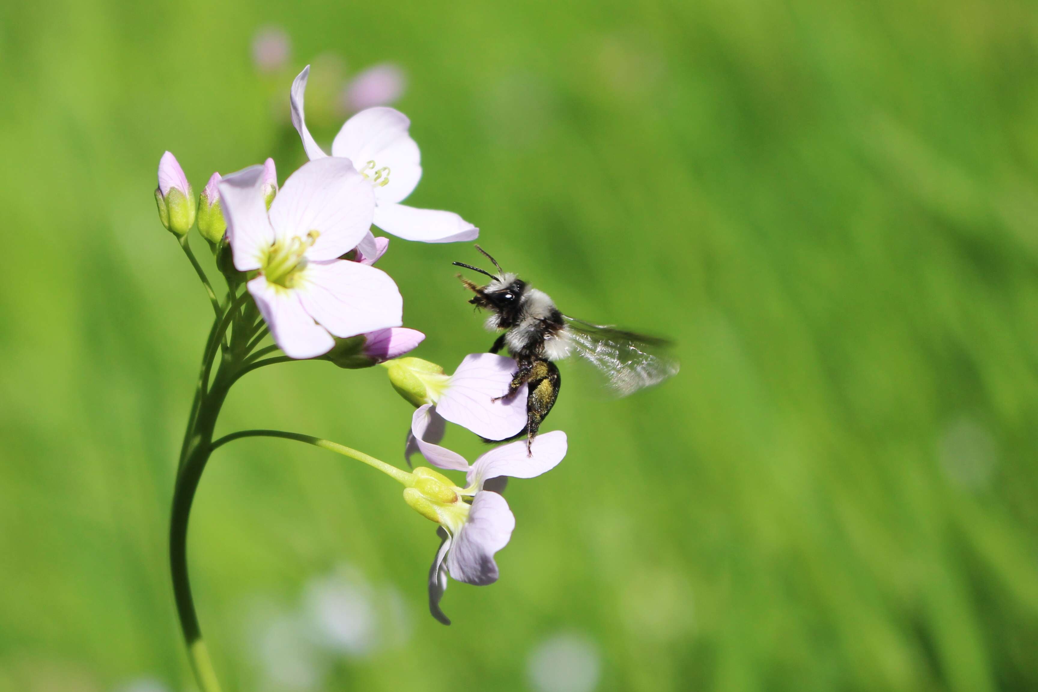 Image de Andrena cineraria (Linnaeus 1758)