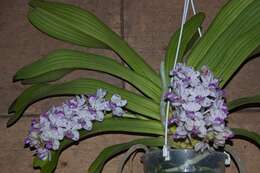 Image of Orchidaceae