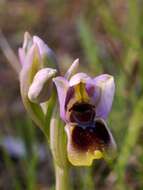 Image of Sawfly orchid