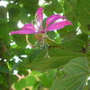صورة Bauhinia purpurea L.