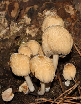 Coprinellus domesticus (Bolton) Vilgalys, Hopple & Jacq. Johnson 2001的圖片