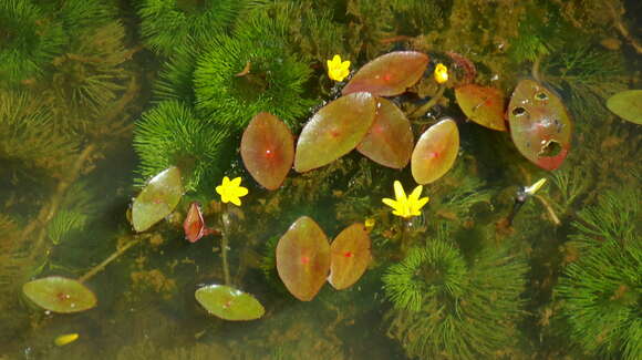 Image of fanwort