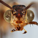 Myrmeleon (Myrmeleon) ochronevrus Rambur 1842 resmi