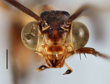 Myrmeleon (Myrmeleon) ochronevrus Rambur 1842 resmi