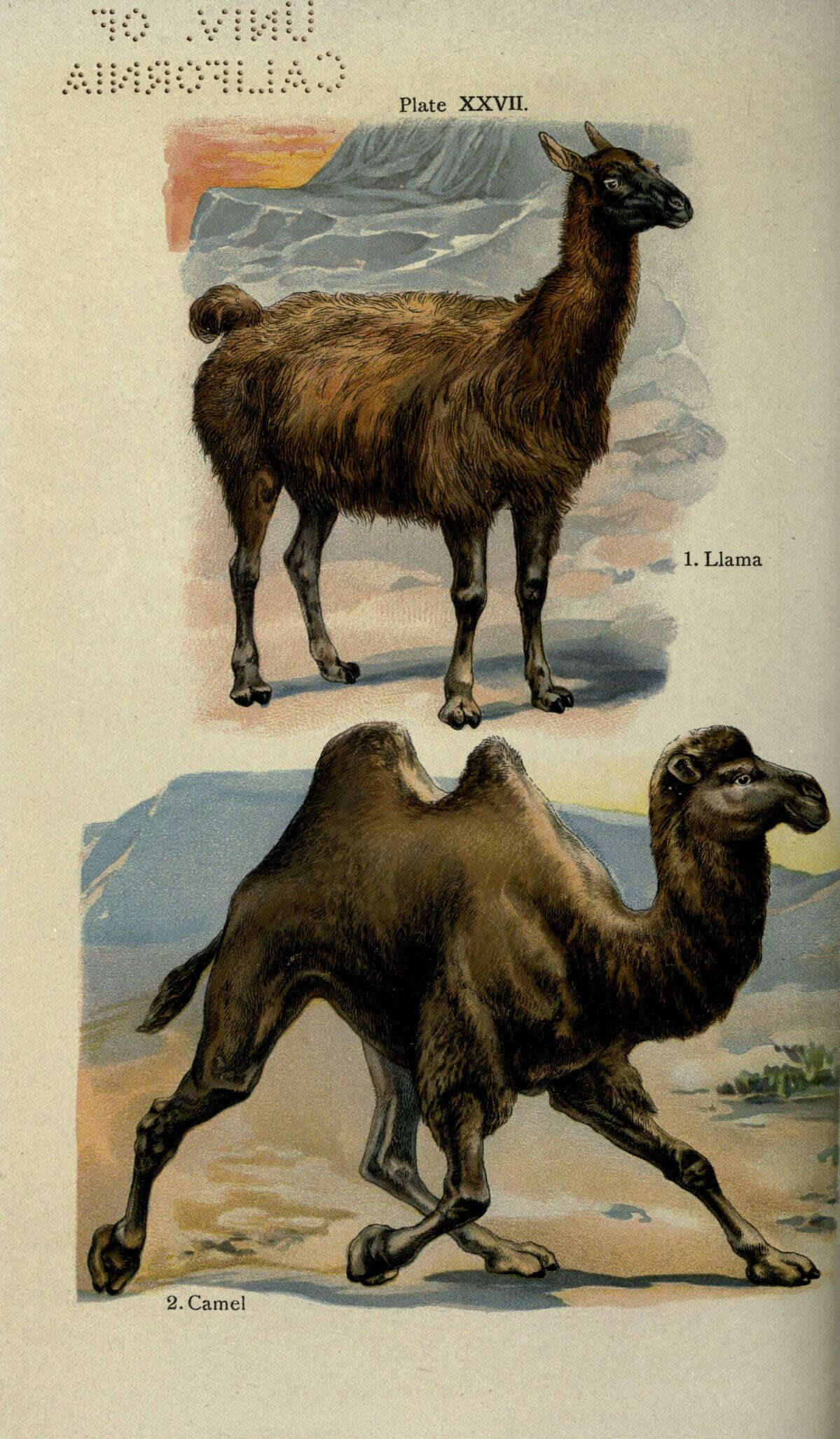 Image of Lama G. Cuvier 1800