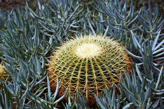 Image of echinocactus