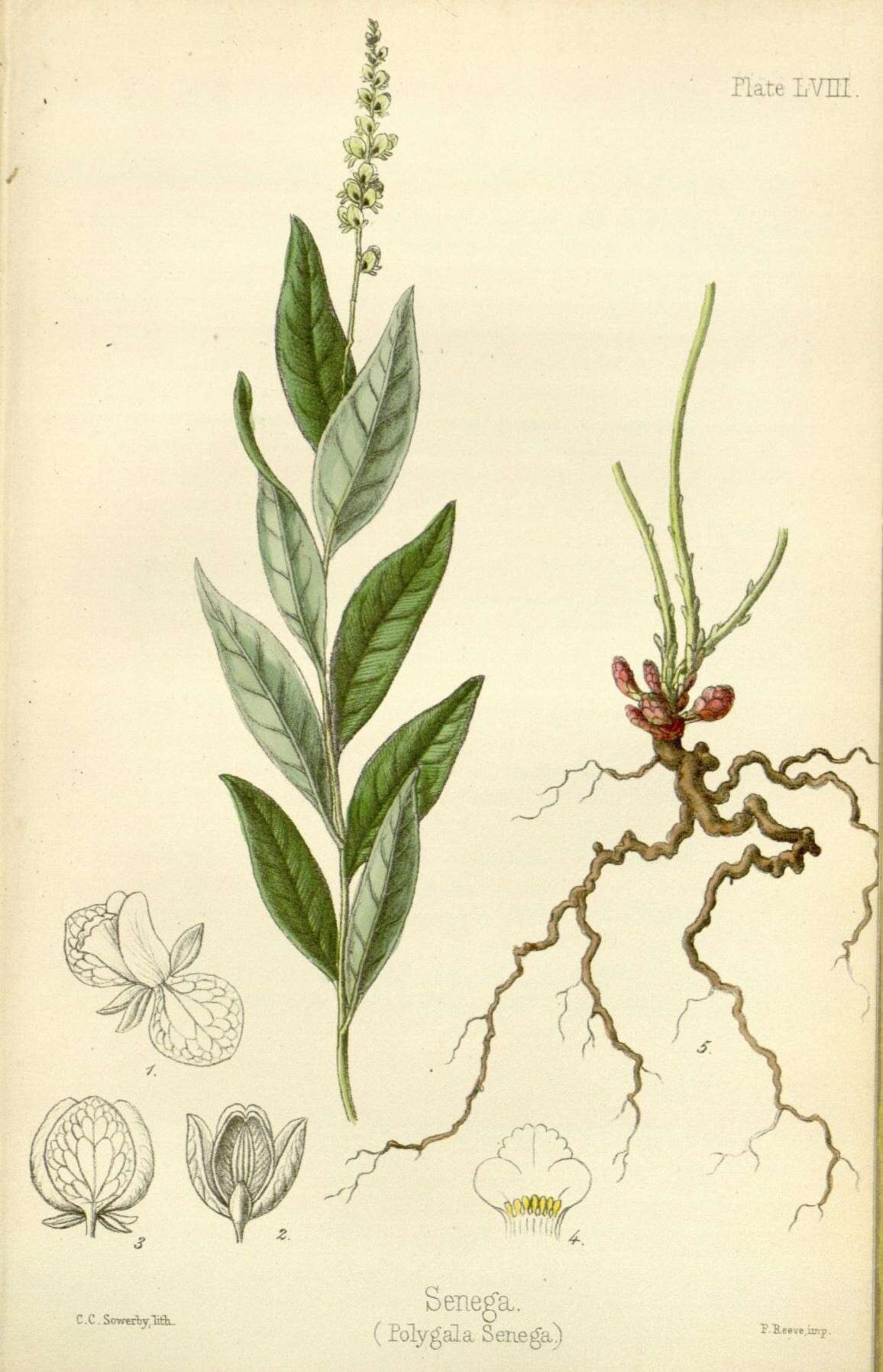 Plancia ëd Polygala senega L.