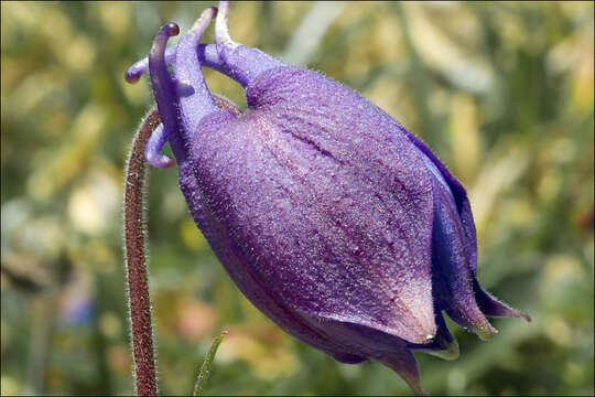 Image of Aquilegia iulia E. Nardi