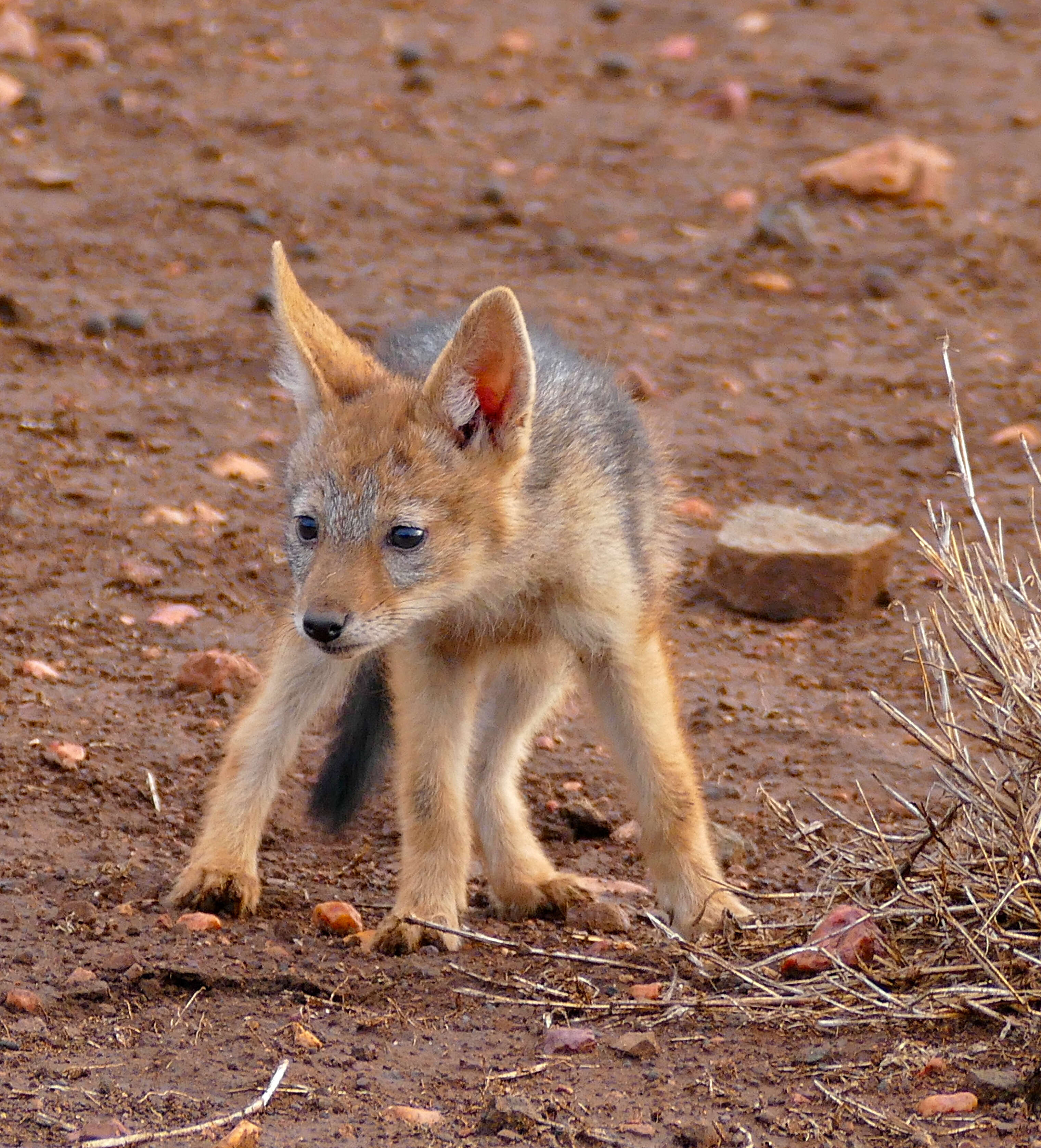 Image of coyote