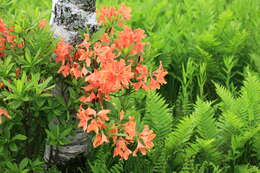 صورة Rhododendron japonicum (A. Gray) Suringar