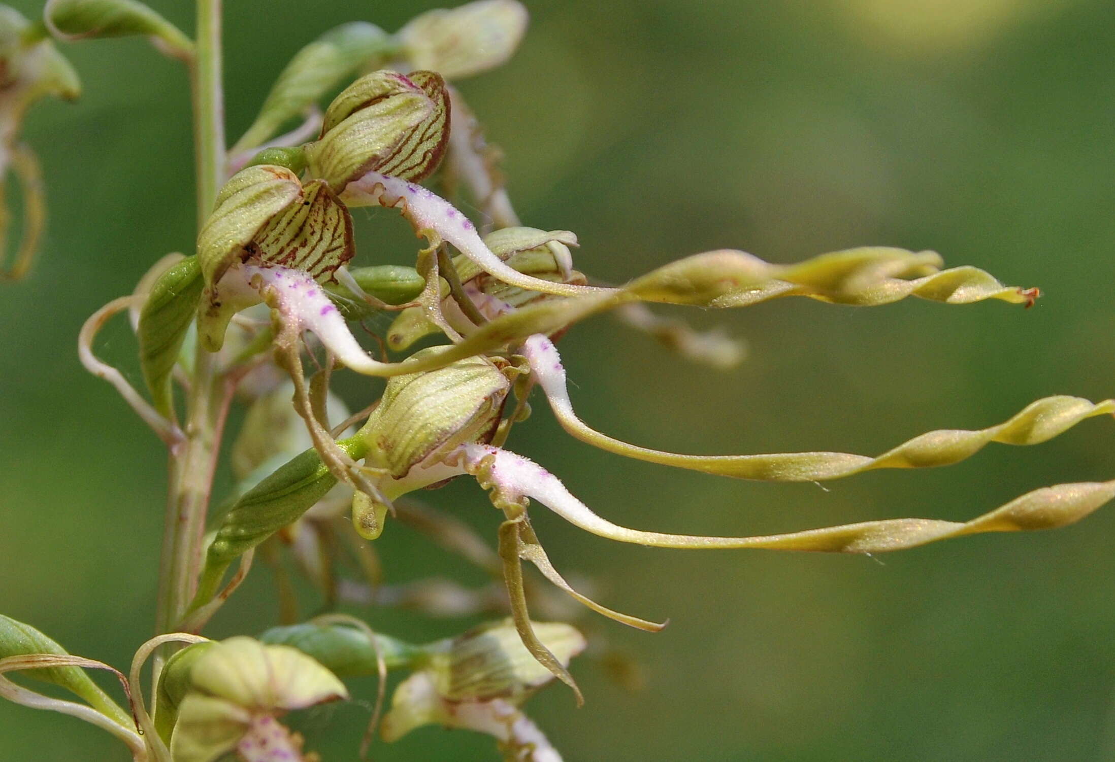 Image of Himantoglossum