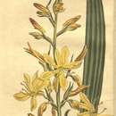 Wachendorfia thyrsiflora Burm.的圖片