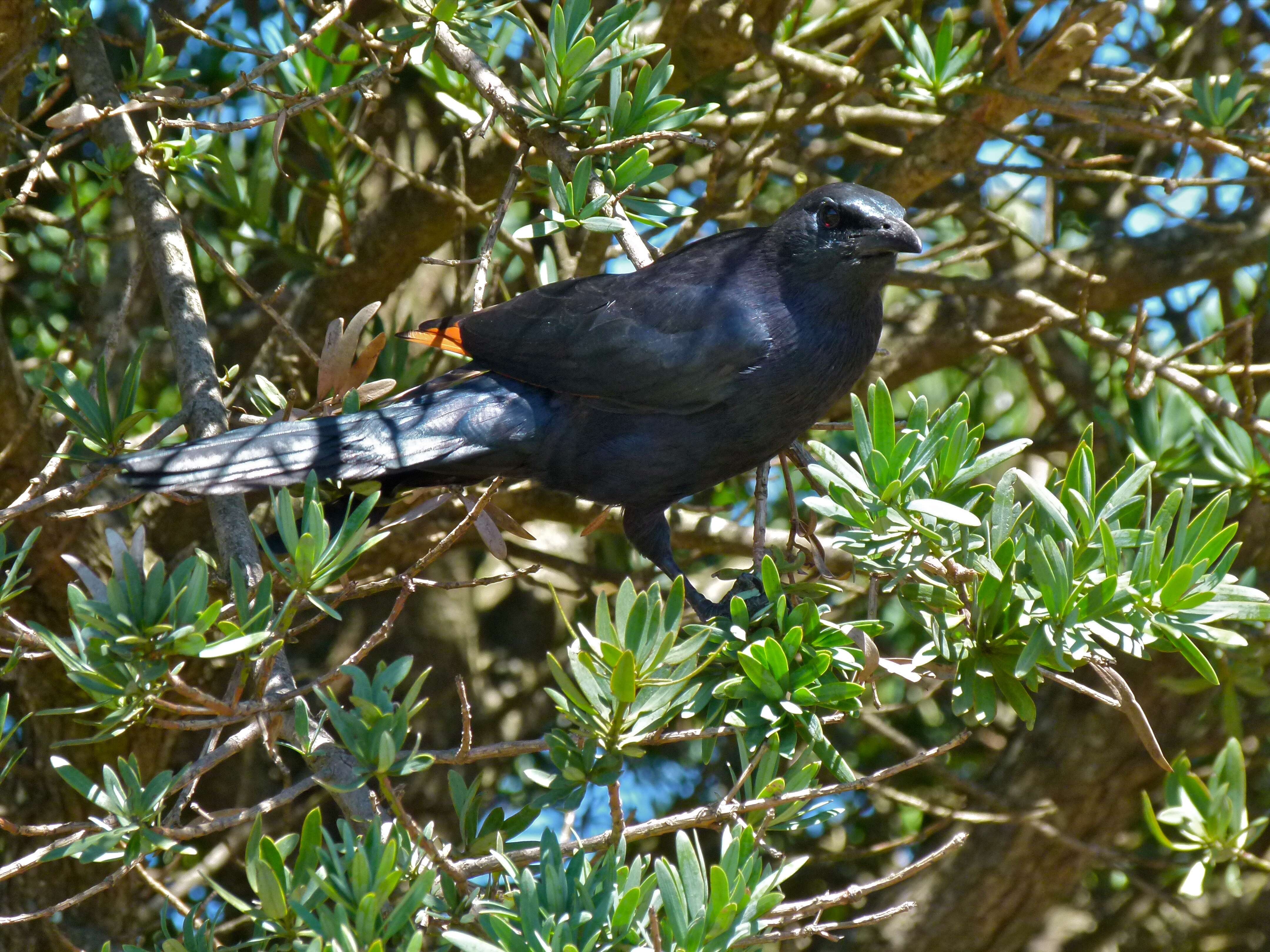 Image of Red-winged Starling